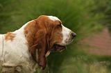 BASSET HOUND 099